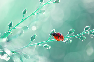 Close-up of insect on plant