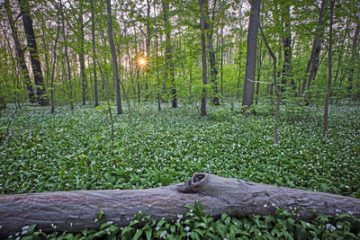 View of a forest