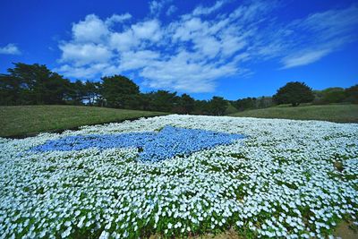 Scenic view of field against blue sky