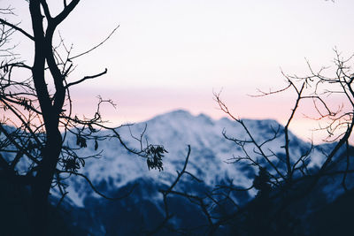 Silhouette bare tree against sky during sunset