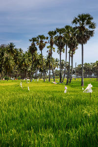 Scenic view of rice field against sky