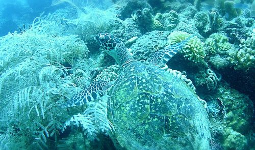 Close-up of coral in sea