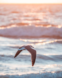 Bird flying over sea