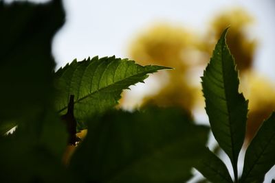 Close-up of leaves on plant