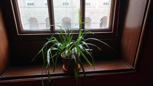 Close-up of potted plant on window sill at home