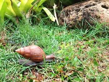 High angle view of snail on field