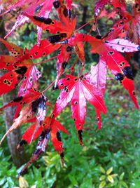 Close-up of maple leaves