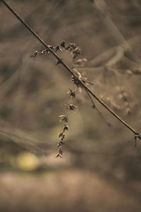 Close-up of plant on field