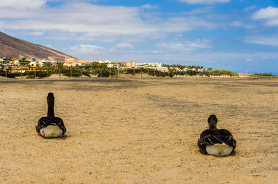 Rear view of ducks resting on field against sky