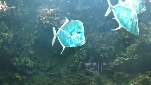 Fish swimming in sea