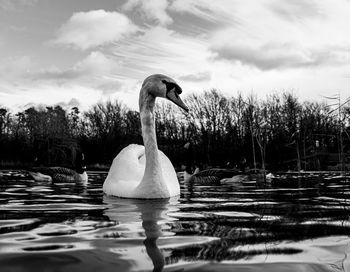 Black and white monochrome mute swan swans pair low-level water side view macro animal background