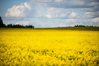 Scenic view of field against cloudy sky