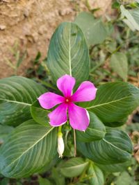 Close-up of pink flowering plant