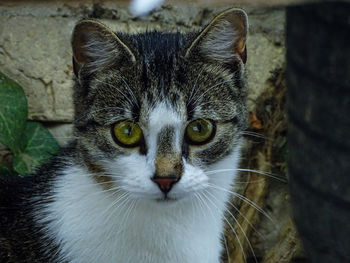 Close-up portrait of cat