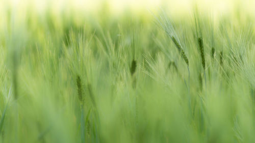 Close-up of stalks in field