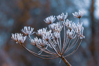 Close-up of frozen plant