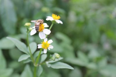 Close-up of bee pollinating on yellow flower