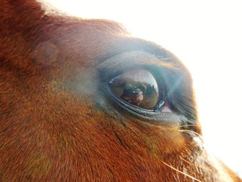 Extreme close up of dog