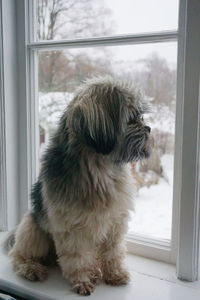 Close-up of dog looking through window at home