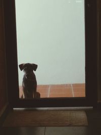 Cat looking away
