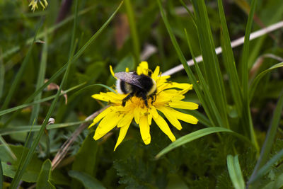 Bee macro and close-up, insects wildlife, nature and background.
