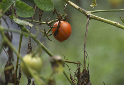 Close-up of red berries growing on tree