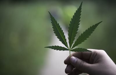 Cropped hand holding cannabis plant