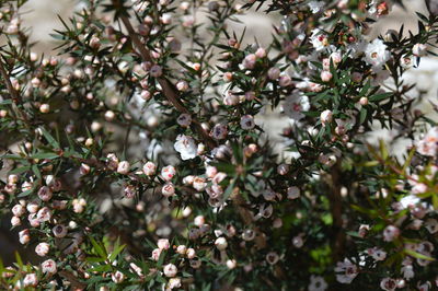 Flowers growing on tree