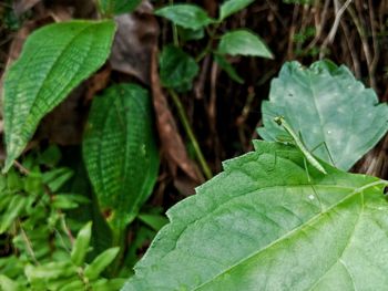 Close-up of fresh green plant