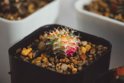 Close-up of potted cactus in pot