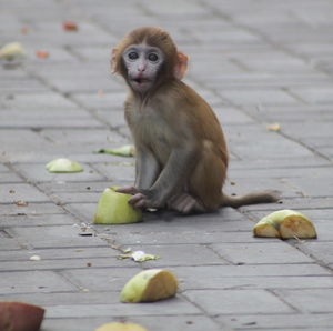 Monkey holding a piece of apple