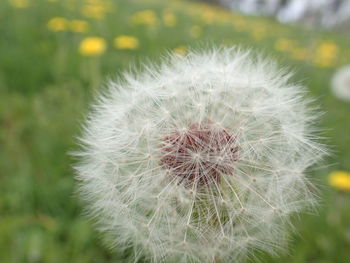 Close-up of dandelion