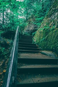 Railroad tracks amidst trees in forest