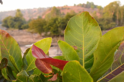 Close-up of fresh green leaves