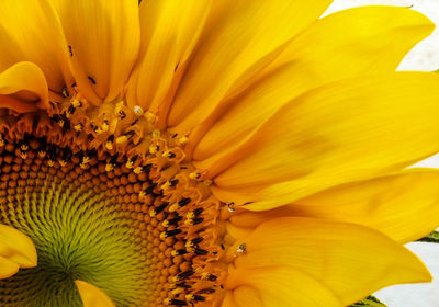 Close-up of sunflower in bloom
