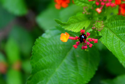 Close-up of ladybug on flower