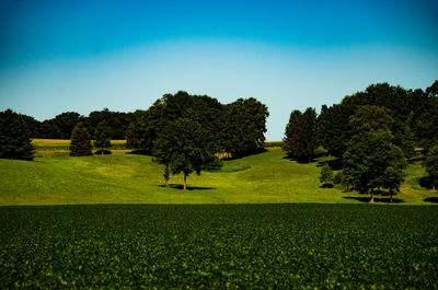 Trees on field against sky