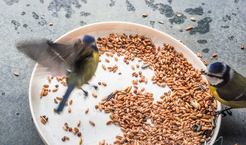 High angle view of bird eating food