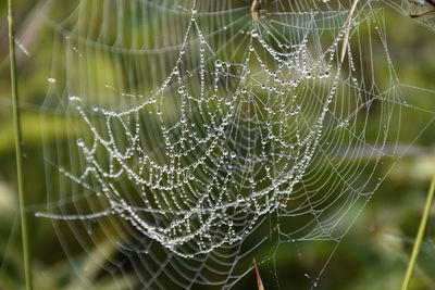 Close-up of dew on the spider's web