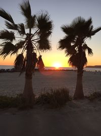 Silhouette trees on beach against sky during sunset