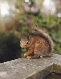 Close-up portrait of squirrel on table