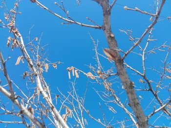 Low angle view of flowering plants against blue sky