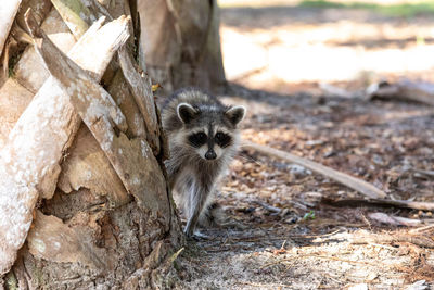 Curious young