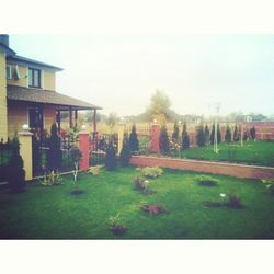 grass