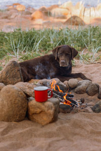 Close-up of dog sitting on beach