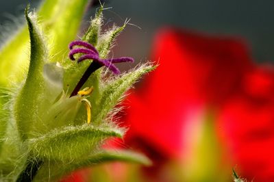 Close-up of red flowers