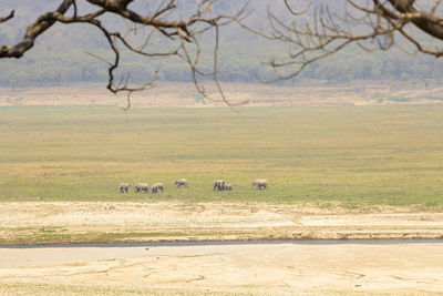 Scenic view of landscape