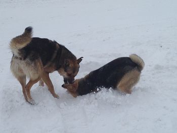 Dog on snow