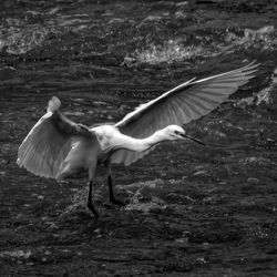 Swan flying over lake