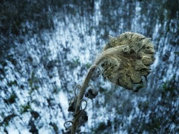 Close-up of dead plant on snow covered land